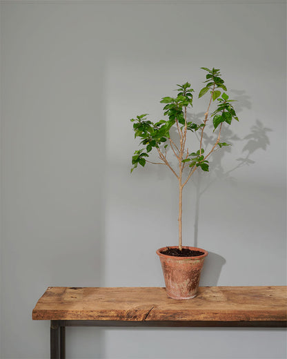 Chicago Grey - Wall Paint by Annie Sloan