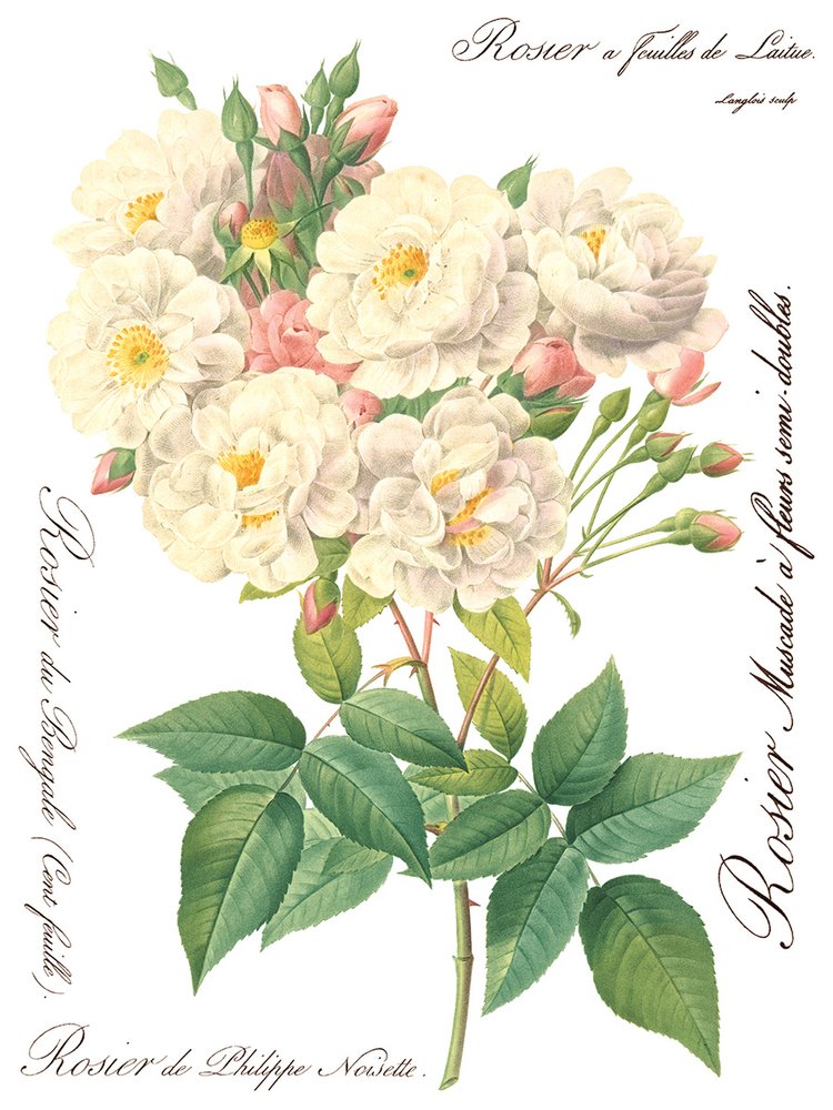 Rose Botanicals 8-Sheets, 12x16 Pad - IOD Decor Transfer™