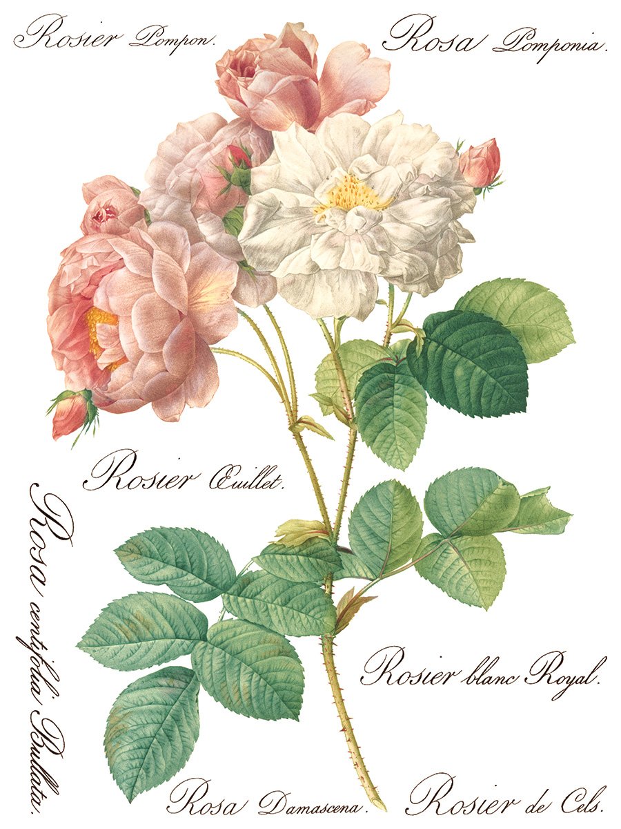 Rose Botanicals 8-Sheets, 12x16 Pad - IOD Decor Transfer™