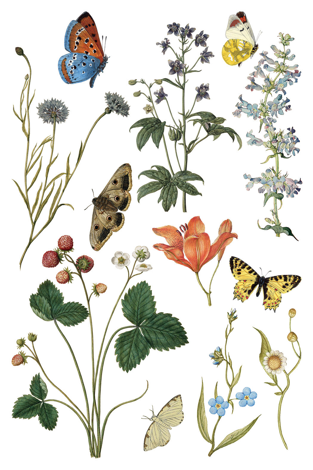 Wilde Bloemen - 8 Sheet, 8x12 Pad IOD Decor Transfer™