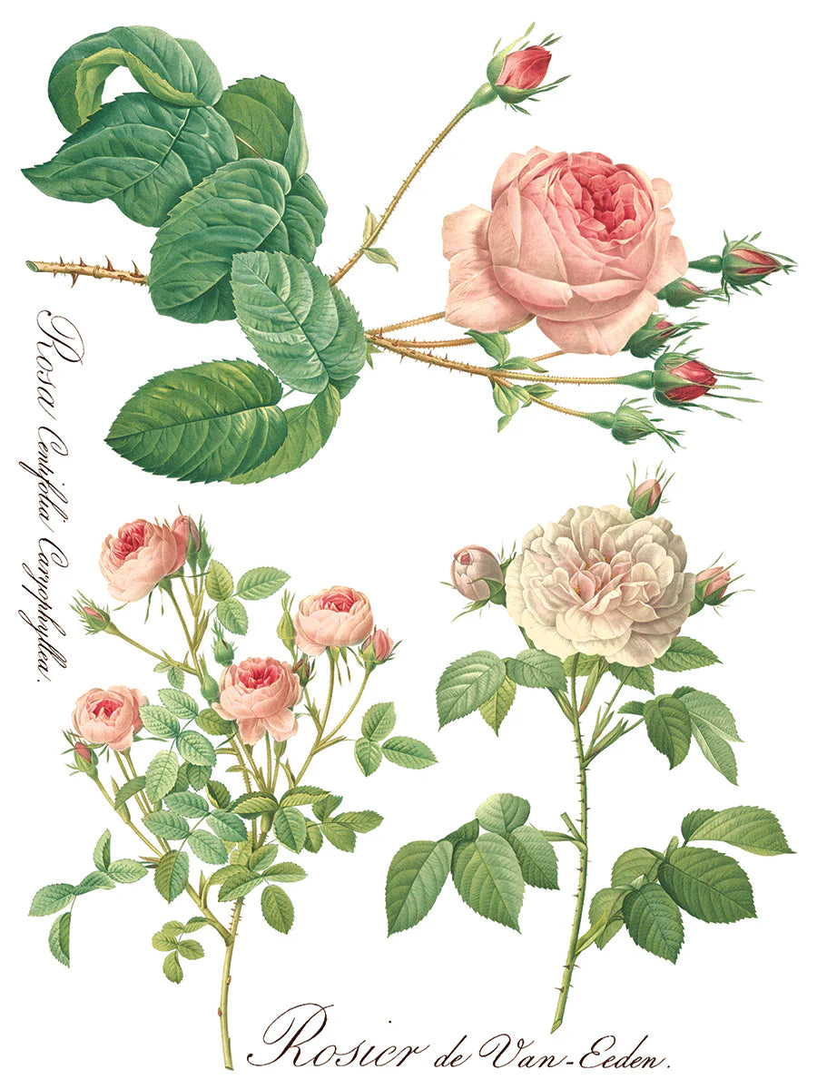 Rose Botanicals 8-Sheets, 12x16 Pad - IOD Decor Transfer™