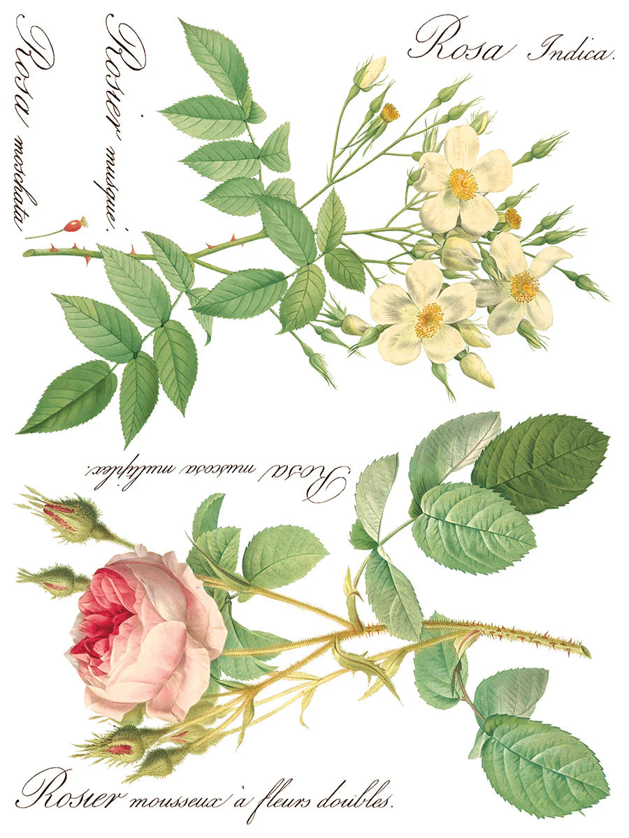 Rose Botanicals 8-Sheets, 12x16 Pad - IOD Decor Transfer™