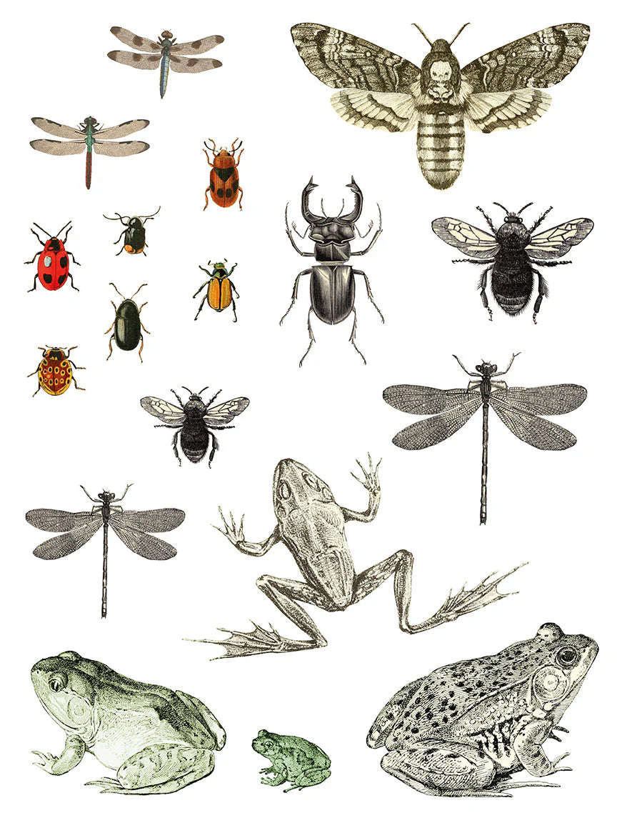 Entomology Etcetera - 4-Sheet, 12x16 Pad IOD Decor Transfer™