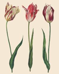 Dutch Tulips  27.6"x 18.9" - Decoupage Paper by Annie Sloan®